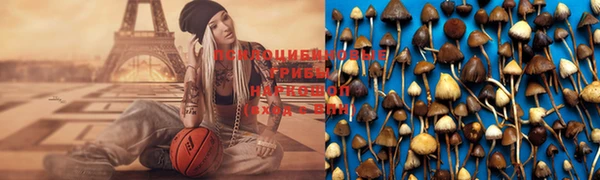 PSILOCYBIN Богородицк